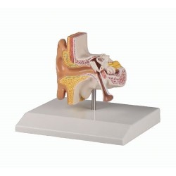 Modèle anatomique de l'oreille, grossi 1.5 fois