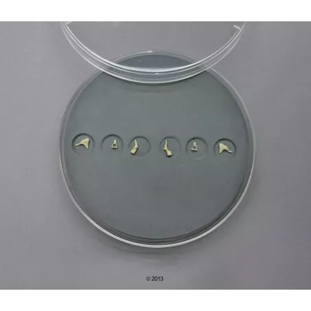 Ensemble d'osselets d'oreille
