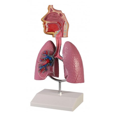 Reproduction de l'appareil respiratoire humain