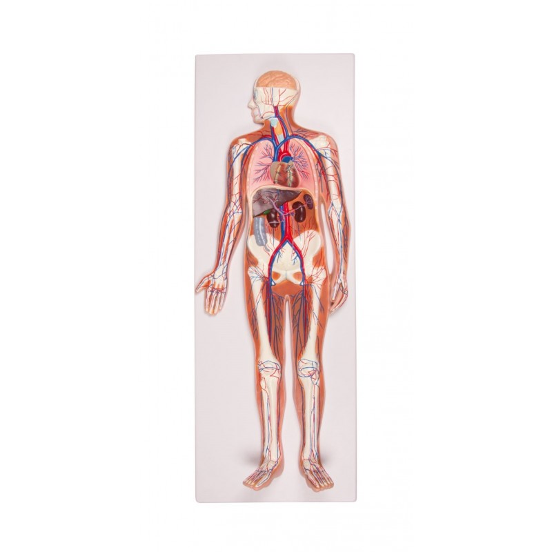 Modèle anatomique squelette humain flexible taille réelle, Heine