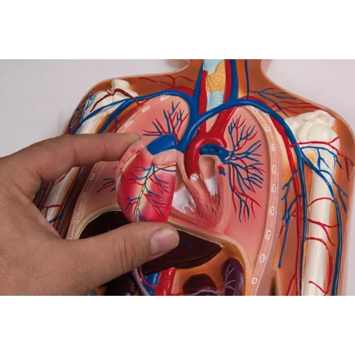 Modèle en relief du système circulatoire humain, échelle 1/2