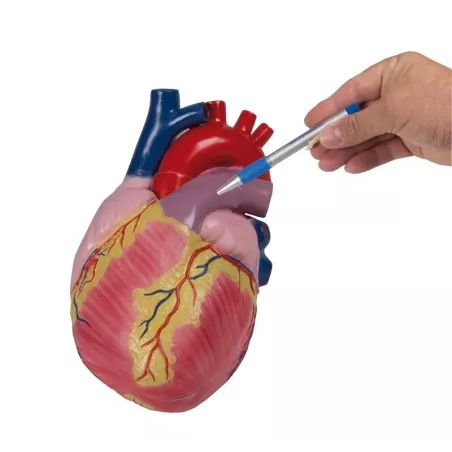 Modèle coeur, 3 fois taille normale, 2 parties