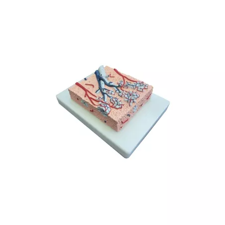 Bronche pulmonaire