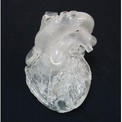 Modèle du coeur flexible et translucide, version didactique