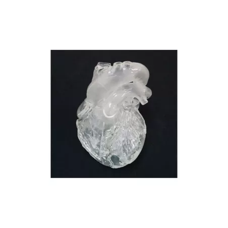 Modèle du coeur flexible et translucide, version didactique