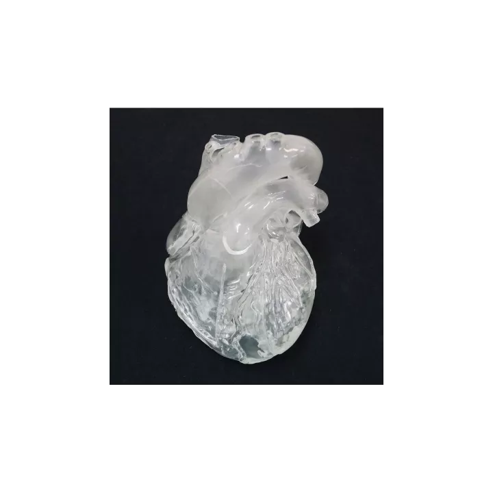 Modèle du coeur flexible et translucide, version didactique