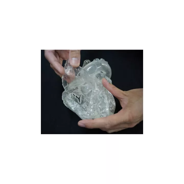 Modèle du coeur flexible et translucide, version didactique