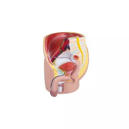 Pelvis masculin, grandeur nature, en 4 parties