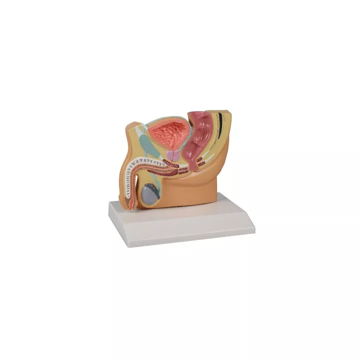 Section pelvienne masculine, en taille réduite