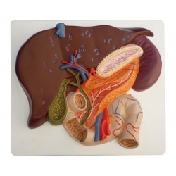 Modèle du foie avec vésicule biliaire, pancréas et duodénum