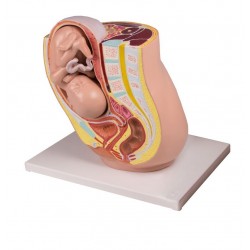 Pelvis enceinte avec fœtus