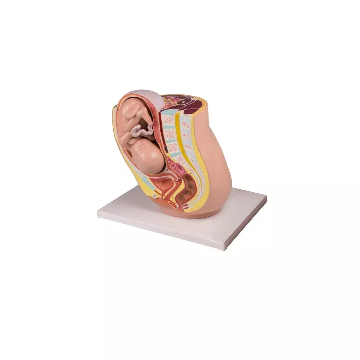 Pelvis enceinte avec fœtus