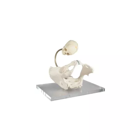 Pelvis pour démonstration du canal de naissance