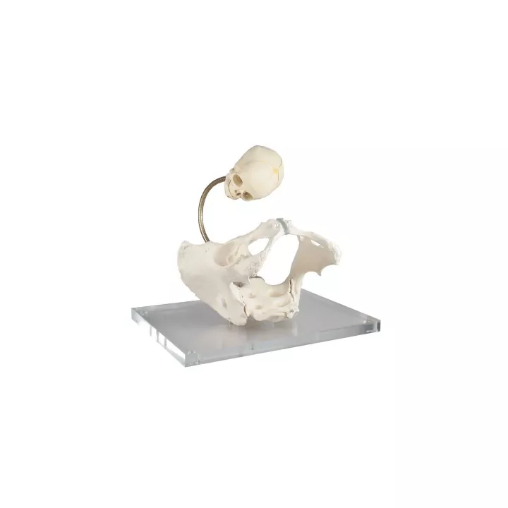 Pelvis pour démonstration du canal de naissance