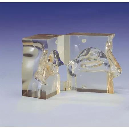 Modèle transparent de nez