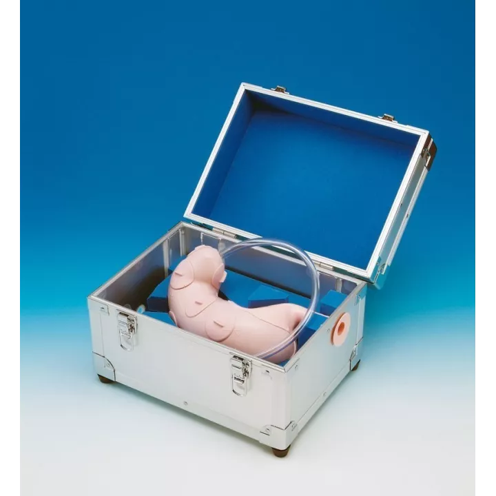 Modèle d'entraînement à la dissection sous-muqueuse endoscopique