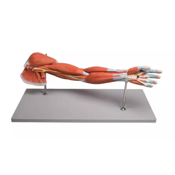 Muscles des bras en 7 parties