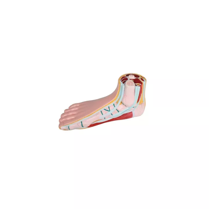 Modèle de pied normal