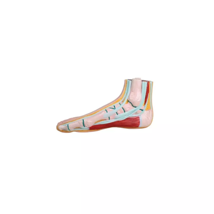 Modèle de pied normal