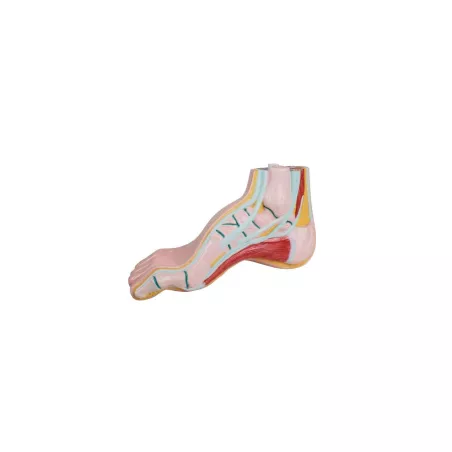Modèle de pied arqué