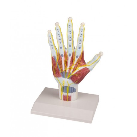 Modèle anatomique de la structure de la main
