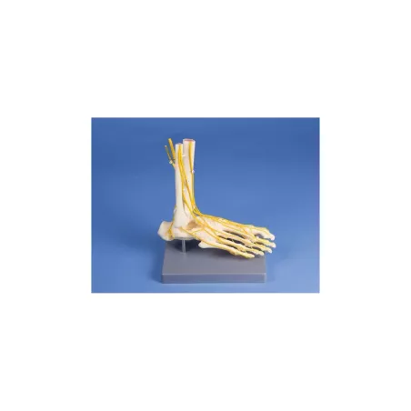 Pieds avec réseaux nerveux