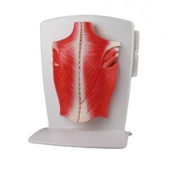 Musculature du dos avec muscles souples