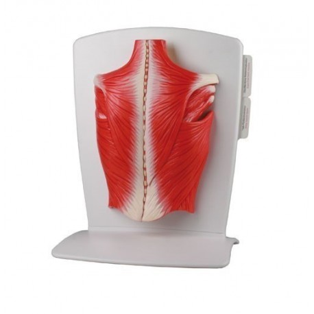 Musculature du dos avec muscles souples
