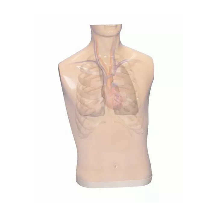 Simulateur d'auscultation adulte