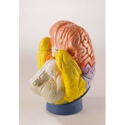 Modèle anatomique du cerveau en 4 parties