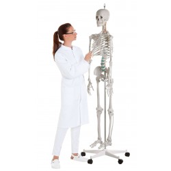 Squelette humain OSCAR