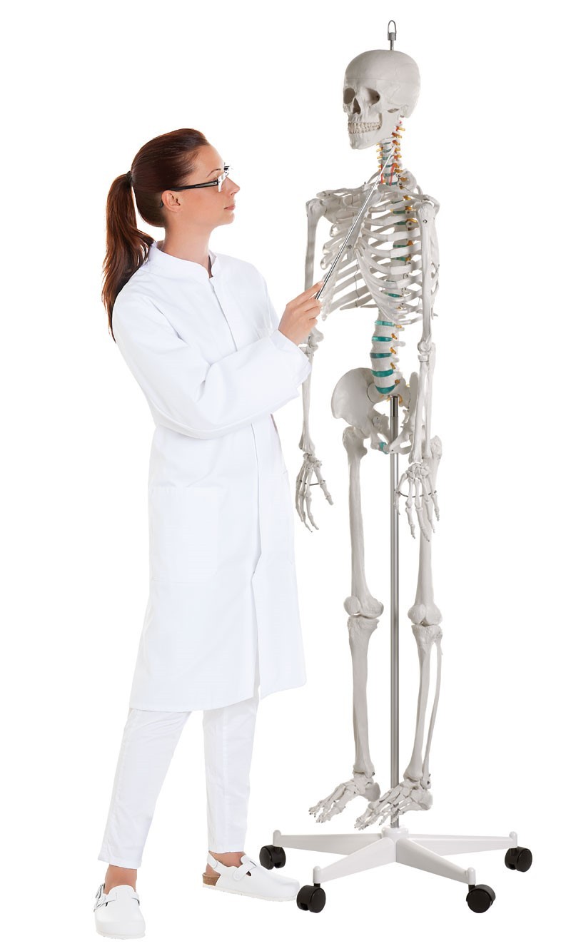 Squelette humain OSCAR - PHIMEDICAL