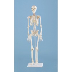 Squelette anatomique miniature Patrick