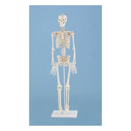 Squelette anatomique miniature Patrick