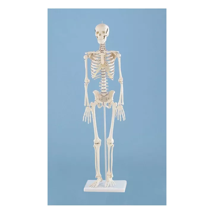 Squelette anatomique miniature Patrick