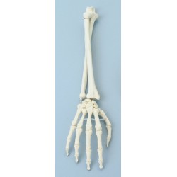 Squelette de la main avec avant bras