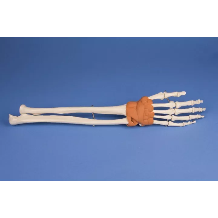 Modèle de main avec poignet
