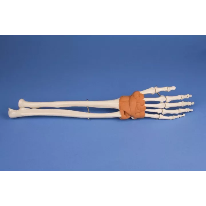 Modèle de main avec poignet