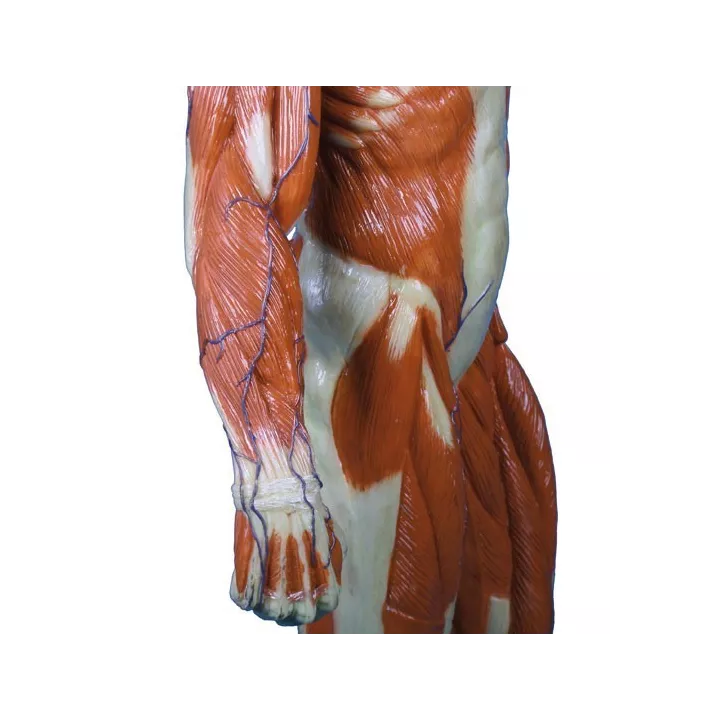 Modèle anatomique musculaire, échelle 1/3