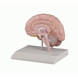 Modèle anatomique d'un demi cerveau