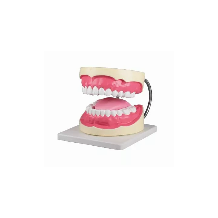 Modèle de soins dentaires agrandi 3 fois
