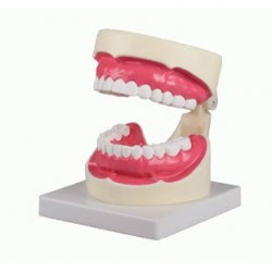 Modèle de soins dentaires agrandi 1.5 fois