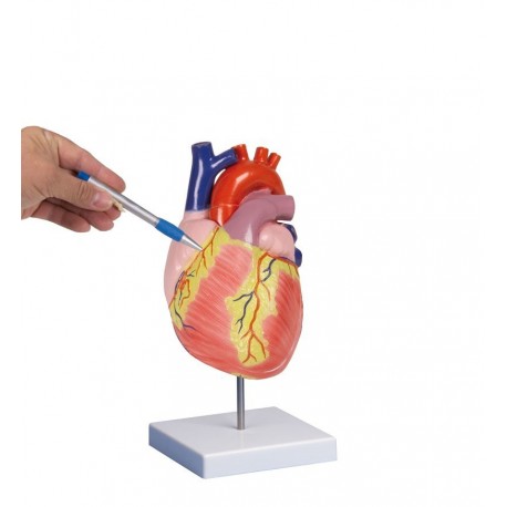 Modèle anatomique du coeur humain, grossi 2 fois -