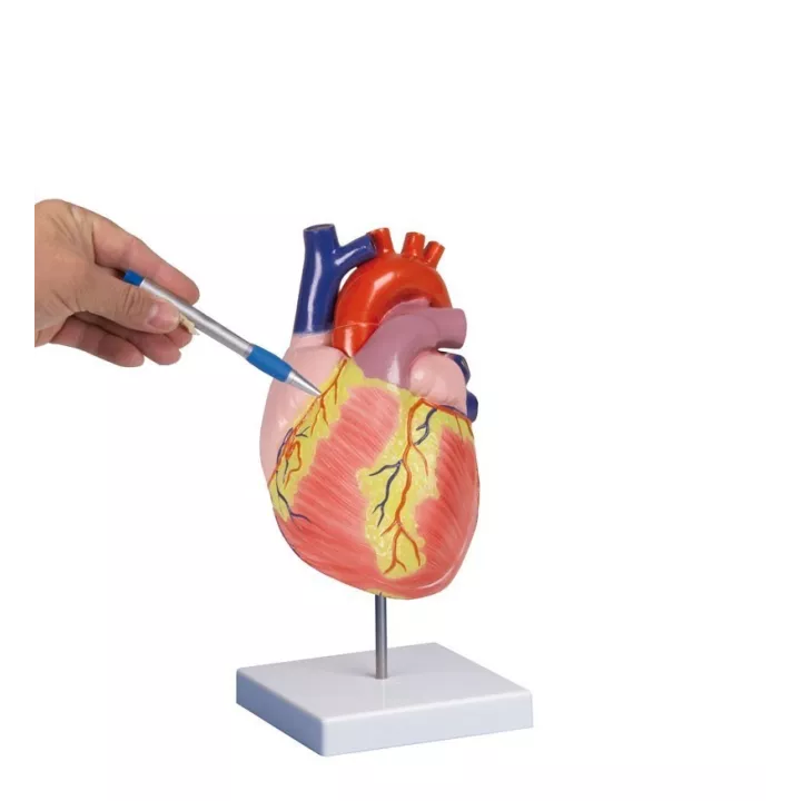 Modèle anatomique du coeur humain, grossi 2 fois -
