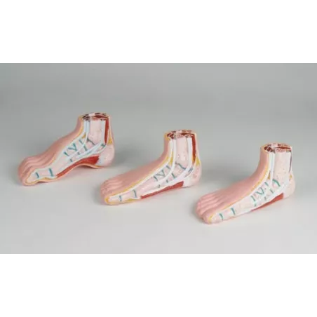 Modèles de pied miniature, lots de 3