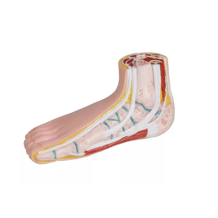 Modèles de pied miniature, lots de 3