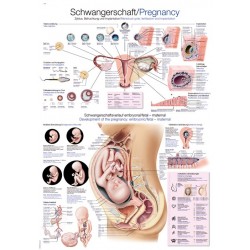 Planche anatomique de la grossesse