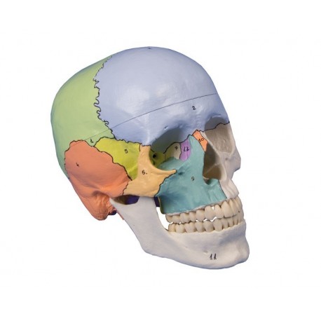 Modèle de crâne didactique, coloré