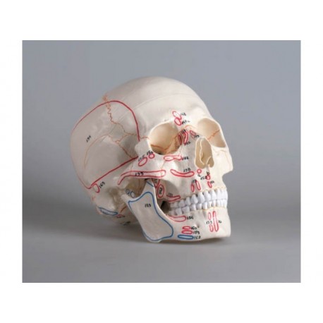 Modèle de crâne en 3 parties, avec marquage musculaire