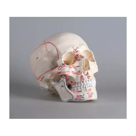 Modèle de crâne en 3 parties, avec marquage musculaire